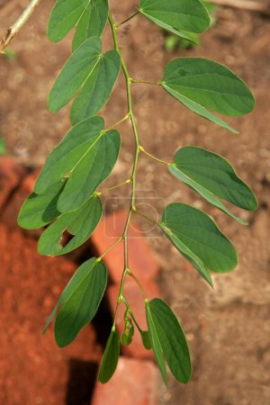 Photo for Ayurvedic medicinal plant , Scientific name bauhinia variegata l , Botanical name: fabaceae , English name: mountain ebony - Royalty Free Image
