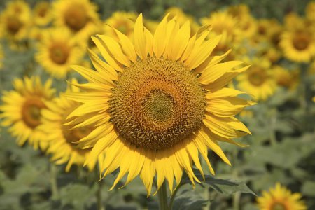 Photo for Yellow and golden oil seed flower or Sunflower Helianthus annuus plantation - Royalty Free Image