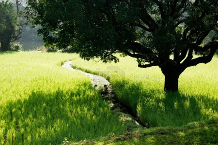 Téléchargez les photos : Champ de riz vert avec arbre entre les chemins, lac Mulshi, Pune, Maharashtra, Inde - en image libre de droit