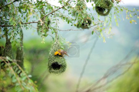 Téléchargez les photos : Baya tisserand nid oiseaux indiens vie sauvage Inde - en image libre de droit