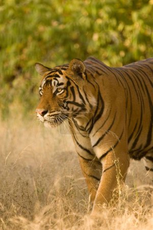 Téléchargez les photos : Tiger Panthera tigris cherche prier, réserve de tigres Ranthambore, Rajasthan, Inde - en image libre de droit
