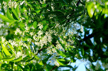 Photo for Medicinal Plant , Green Neem tree Melia Azadirachta Lin - Royalty Free Image