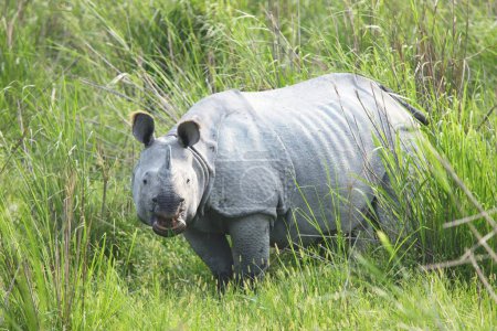 Téléchargez les photos : Rhinocéros à cornes Rhinocéros unicornis dans le parc national Kaziranga, Assam, Inde - en image libre de droit