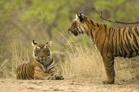 Téléchargez les photos : Tigers Panthera Tigris Tigre du Bengale dans le parc national de la réserve de Tigre de Ranthambore, Rajasthan, Inde - en image libre de droit