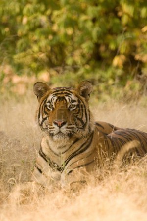 Tiger Panthera tigris resting , Ranthambore tiger reserve , Rajasthan , India