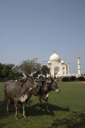Téléchargez les photos : Bullocks utilisés pour couper l'herbe de pelouse dans le jardin au Taj Mahal Septième merveilles du monde, Agra, Uttar Pradesh, Inde Site du patrimoine mondial de l'UNESCO - en image libre de droit