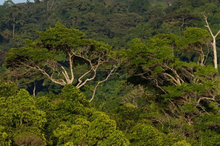 Wald Havelock Andamanen Indien Asien