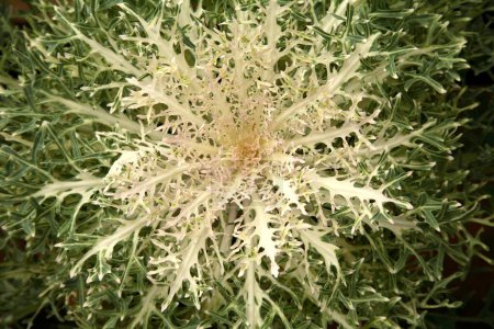 Téléchargez les photos : Chou fleuri Ornement Chou frisé Brassia oleracea var acephla fleurs blanches Chou frisé - en image libre de droit