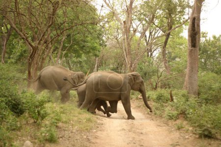Elefante asiático Elephas maximus family crossing path, Corbett Tiger Reserve, Uttaranchal, India