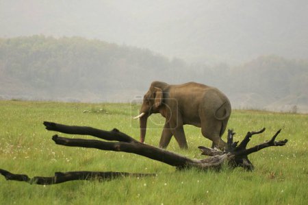 Asiatischer Elefant Elephas maximus einsamer Stoßzahn im Hitze- oder Musth-Stadium, Corbett Tiger Reserve, Uttaranchal, Indien