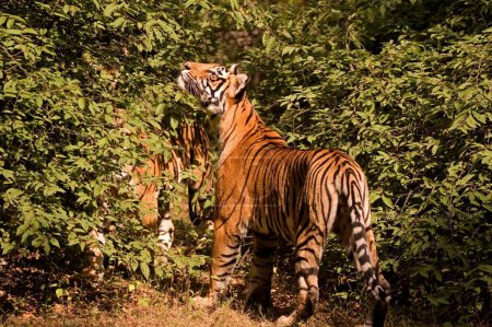 Tiger Panthera tigris, réserve de tigres de Ranthambore, Rajasthan, Inde