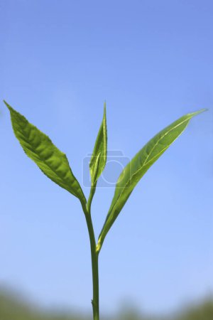 Photo for Tea leaves camellia sinensis , Thekkady in Idukki , Kerala , India - Royalty Free Image