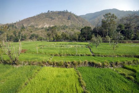 Téléchargez les photos : Champ de blé, Dehra Dun, Uttaranchal, Inde - en image libre de droit