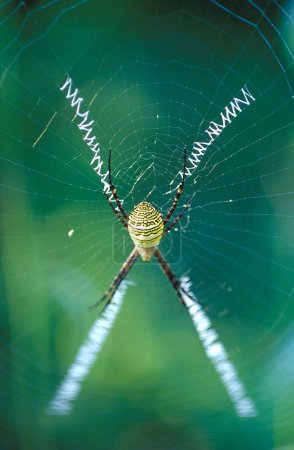 Photo for Signature Spider and Web , Yewoor , Thane , Maharashtra , India - Royalty Free Image