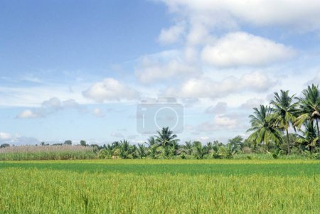 Paddy field; Zuckerrohr und Kokosnüsse Tress; srirangapatna; mysore; karnataka; Indien