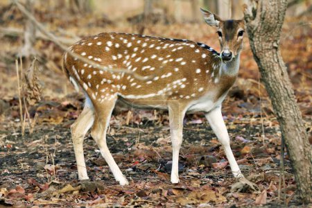 Hirsche, gir Nationalpark, Gujarat, Indien, Asien