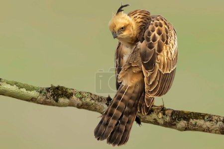 Photo for Changeable hawk eagle naagarhole national park karnataka India Asia - Royalty Free Image