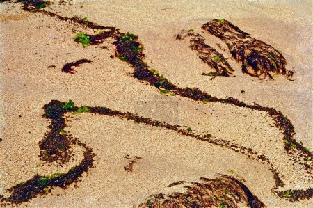 Moss left by sea waves on seashore, Dwarka, Gujarat, India, Asia