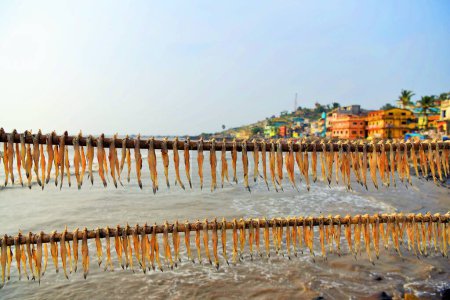 Bombil fish drying, Uttan Beach, Bhayandar, Mumbai, Maharashtra, India, Asia