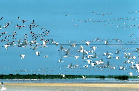 Lesser flamingos spoonbills and Caspian terns at Point Calimere; Tamil Nadu ; India