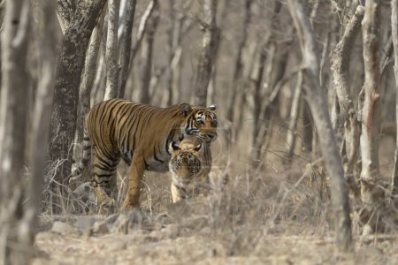 Téléchargez les photos : Tigres royaux du Bengale, mère et un petit ourson, marchant entre les arbres, dans les forêts sèches de feuillus du parc national indien Ranthambore, pendant les étés chauds - en image libre de droit