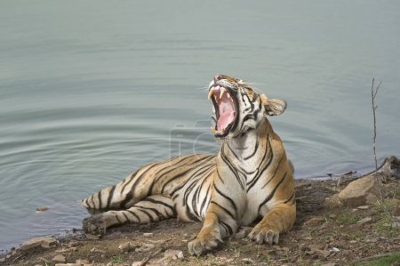 Tigre du Bengale reposant dans un trou d'eau, parc national de Ranthambhore, rajasthan, Inde, Asie