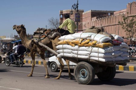 Téléchargez les photos : Camel chariot dans la route junagarh fort bikaner Rajasthan Inde Asie - en image libre de droit