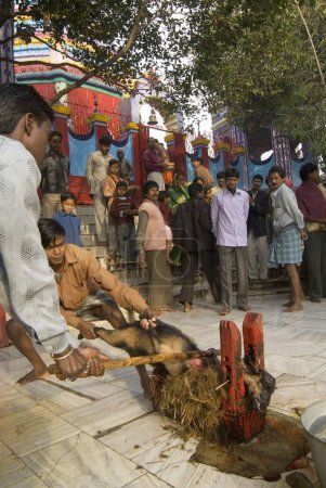 Foto de Sacrificio religioso de cabra en el templo de Rajrappa y el templo de Maa Chhinna Mastika, Rajrappa, Jharkhand, India - Imagen libre de derechos
