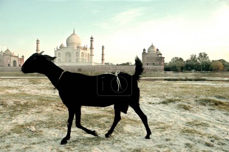 Black goat banks river Yamuna flowing Taj Mahal Agra Ancient animal artist artistic beautiful blue sky clouds Color constructed 1631 A.D -1648 A.D domes Dream Marble exterior famous ground historical Horizontal India landmark legend maker emperor sha