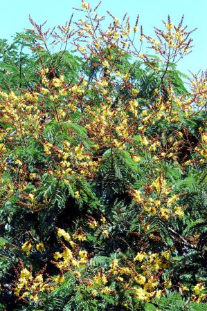 Flowering Gulmohar tree with yellow flowers ; Madhavgad ; Madhya Pradesh ; India