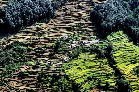 Landwirtschaft Schritt Landwirtschaft in Uttaranchal, Indien