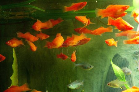 Foto de Peces, Peces de mandarina en el agua - Imagen libre de derechos
