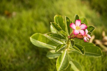 Common name Desert Rose , Adenium , Botanical name Adenium obesum , Family Apocynaceae Oleander family , India