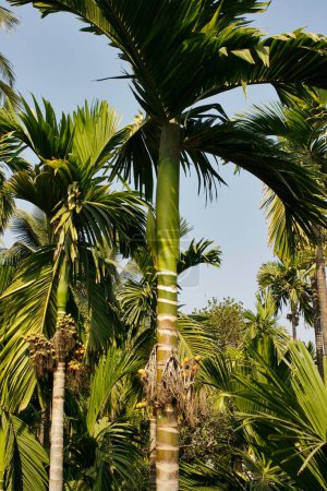 Photo for Betel nuts trees growing ; Murud Janjira ; District Raigad ; Maharashtra ; India - Royalty Free Image