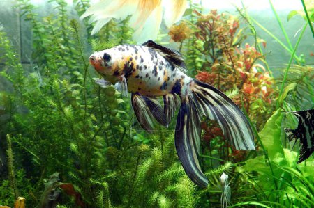 Téléchargez les photos : Poissons, Calyco Gold Fish (Zèbre) - en image libre de droit