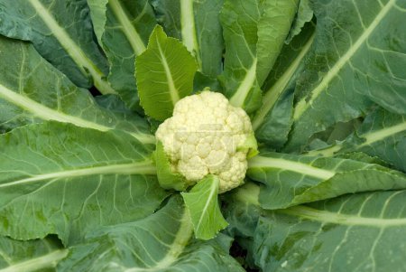 Cauliflower vegetable at ojhar , Murbad , Maharashtra , India