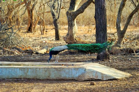 Peafowl indio en el tanque de agua, Gir Wildlife Sanctuary, Gujarat, India, Asia