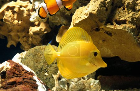 Téléchargez les photos : Poissons dans l'eau d'aquarium - en image libre de droit