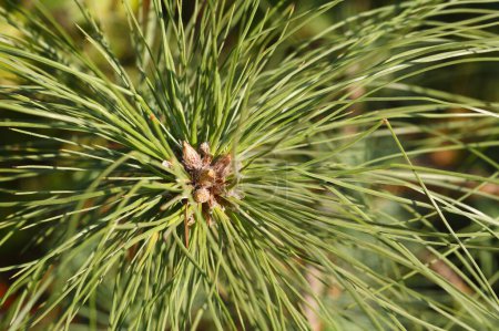 Photo for Medicinal plant , pine , Chir , botanical name Pinus roxbughii - Royalty Free Image