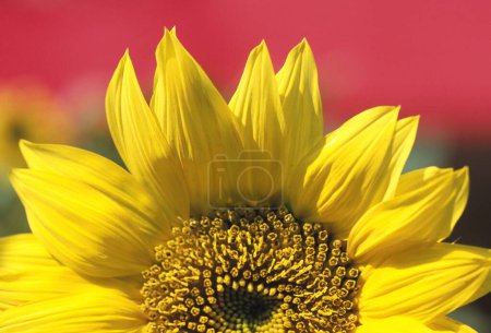 Photo for Sunflower Helianthus annuus close up - Royalty Free Image