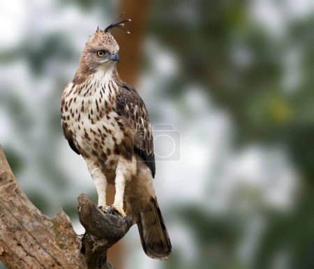 Photo for Changeable hawk eagle naagarhole national park karnataka India Asia - Royalty Free Image
