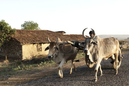 Foto de Bullock cart rider ; Chitrakoot ; Uttar Pradesh ; India - Imagen libre de derechos