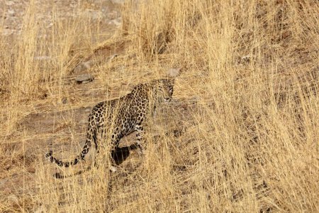 leopardo, sasan gir, Gujarat, India, Asia