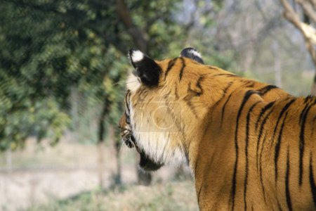 Foto de Tiger Panthera Tigris , india - Imagen libre de derechos