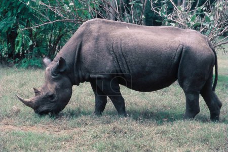 Téléchargez les photos : Rhinocéros indiens au zoo de Mysore, Karnataka, Inde - en image libre de droit