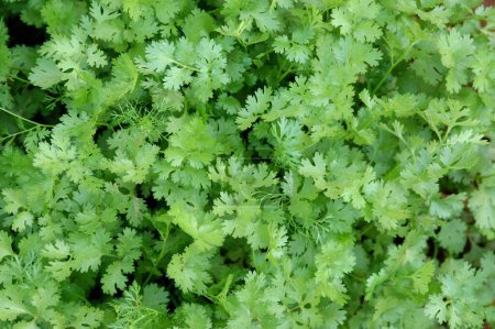 Photo for Coriander plants ( Coriandrum sativum ) , Cilantro , spice , Coriander plant (fresh coriender) leaves used for flavoring food , making chatni , curries - Royalty Free Image