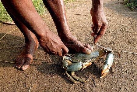 Photo for Fisherman tying to tie the crab with rope for carrying to the market ; Kerala ; India - Royalty Free Image
