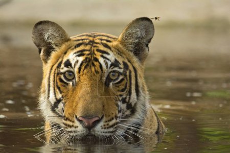 Foto de Tigre de Bengala descansando en un pozo de agua, Parque Nacional Ranthambhore, Rajasthan, India, Asia - Imagen libre de derechos