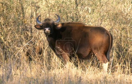 bison gaur ou indien (bos gaurus) ; parc national du tadoba ; maharashtra ; Inde