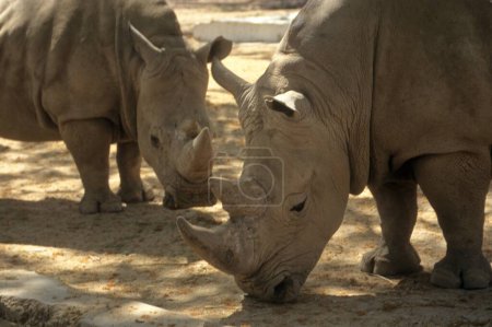 Téléchargez les photos : Rhinocéros Deux cornes, africain (Rhinoceros unicornis)) - en image libre de droit